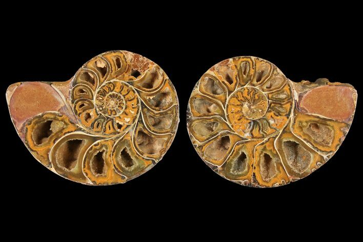 Cut & Polished Agatized Ammonite Fossil- Jurassic #131748
